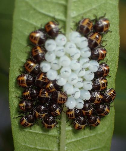 Halyomorpha halys